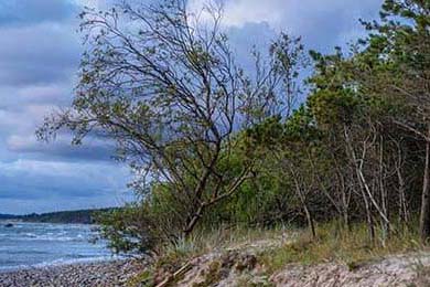 炒中药除异味怎么炒好吃